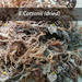 Eucheuma Cottonii Seaweed Dry