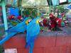 Live  animal, live  birds, african grey Parrots, Golden  Macaw