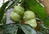 Chinese Unique Baby Shaped Solanum Muricatum