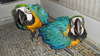 Blue and Gold Macaw parrot pair