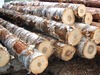 Oak, Pine, Spruce, Beech and Birch Logs/lumber