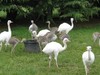 Ostrich, Emus, rhea, parrots and fertile eggs