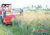 4LZ-2.0 Rice & wheat Combine Harvester