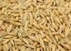 Russian Barley for Animal Feeds best Quality 100% NON GMO