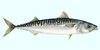 Narrow-Bared Spanish mackerel KING FISH
