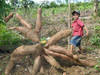 Cassava Products