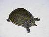 Baby Florida Softshell Turtles