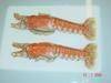 Deep sea Lobsters