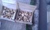 Fresh white truffles