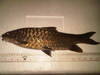 Empurau Fish / Wang Pu Liao Fish / Mahseer Fish