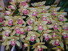 Orchid cybidium