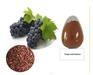 Grape Seed Extract