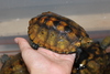 Japanese Pond Turtle (Mauremys japonica) 