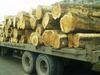 Pine logs, oak, spruce, sapeli, beech, tali, and many timber species