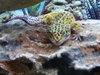 3 leopard geckos For Sale
