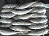 Frozen mackerel WR or HGT from china