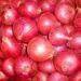 Fresh red Onion exporters