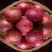 Fresh red Onion exporters