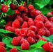 Raspberries