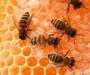 Bee Honey and Beeswax