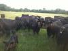 100 - Young Brangus Cows for sale