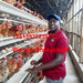Hot galvanized chicken farm equipments battery layer poultry cage