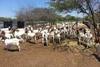 Healthy 65 -90 kg Boer and sannen goats and ewes for sale