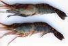 BT P&D Tail-On, FW EZP IQF raw shrimp