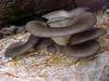 Fresh&dry oyster mushrooms