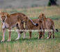 Masai Mara Safaris