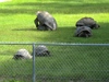 Aldabra, Sulcata, Radiated and other Tortoises for sale