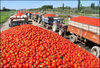 Best Tomato Paste from Xinjiang-36/38