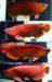 Top quality Asian red arowana fish for sell