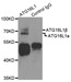 ATG16L1 polyclonal antibody