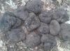 Black Summer Truffles