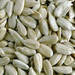 Sunflower seeds kernel