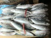 Frozen Sardine, Horse Mackerel, Pacific Mackerel, Jack Mackerel, Tuna