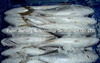 Frozen Sardine, Horse Mackerel, Pacific Mackerel, Jack Mackerel, Tuna
