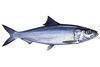 Sardine for Tuna Bait
