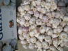 China 2011 crop Garlic