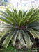 Palm Seeds and Seedligs, Ornamental and flowerin Plants-Cheapest Rate!!