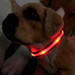 LED flashing dog collars and leashes