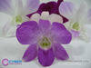 Orchid Dendrobium Sonia (BOM) 