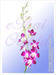 Orchid Dendrobium Sonia (BOM) 