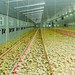 Full set automatic poultry farming equipment for chicken