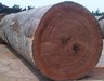 Padouk Wood Logs/Padouk Wood Logs