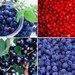 Plant extract, sport nutrition, natural food color, berries