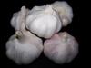 Fresh Garlic