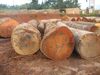 Mahogany Logs, Tali logs, Rosewood- Kosso square logs