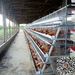 Reasonable price durable poultry chicken cage